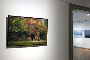 Ein Hirsch steht vor einem Wald. Das Bild hängt an der Wand im Schleswig-Holstein-Haus.
