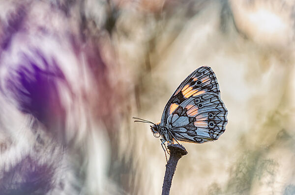 Ein bunter Schmetterling. Er sitzt auf dem Fruchtblatt einer Pflanze.