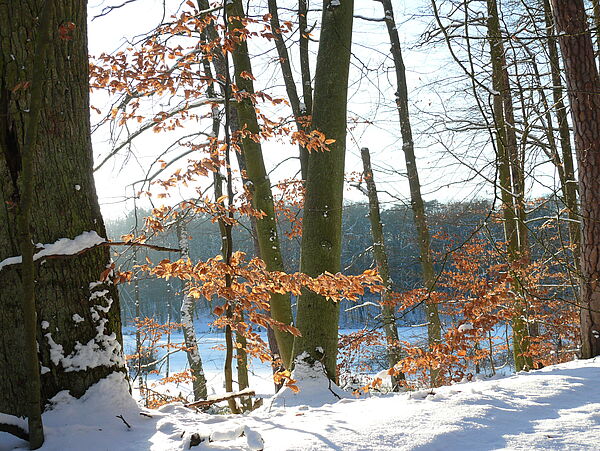 Buchenwald mit schneebedecktem Boden und Blick auf einen See.