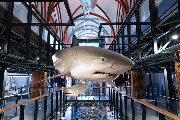 Eine lebensechte Nachbildung eines Hais scheint in der Katharinenhalle des Museums zu schweben.