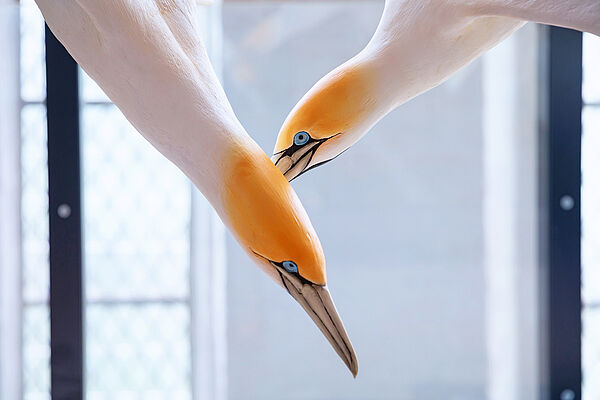 Zwei Meeresvögel der Gattung Kaptölpel stecken ihre Köpfe zusammen.