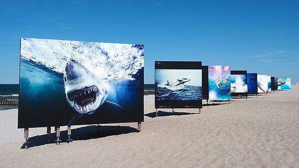 Auf mehreren großen Fototafeln am Strand sind verschieden Aufnahmen von Haien zu sehen. 