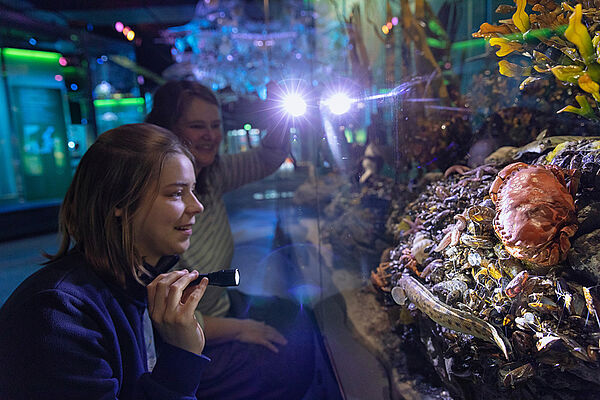 Ein Mädchen hockt vor einem Aquarium. Das Mädchen hat eine Taschenlampe in der Hand.