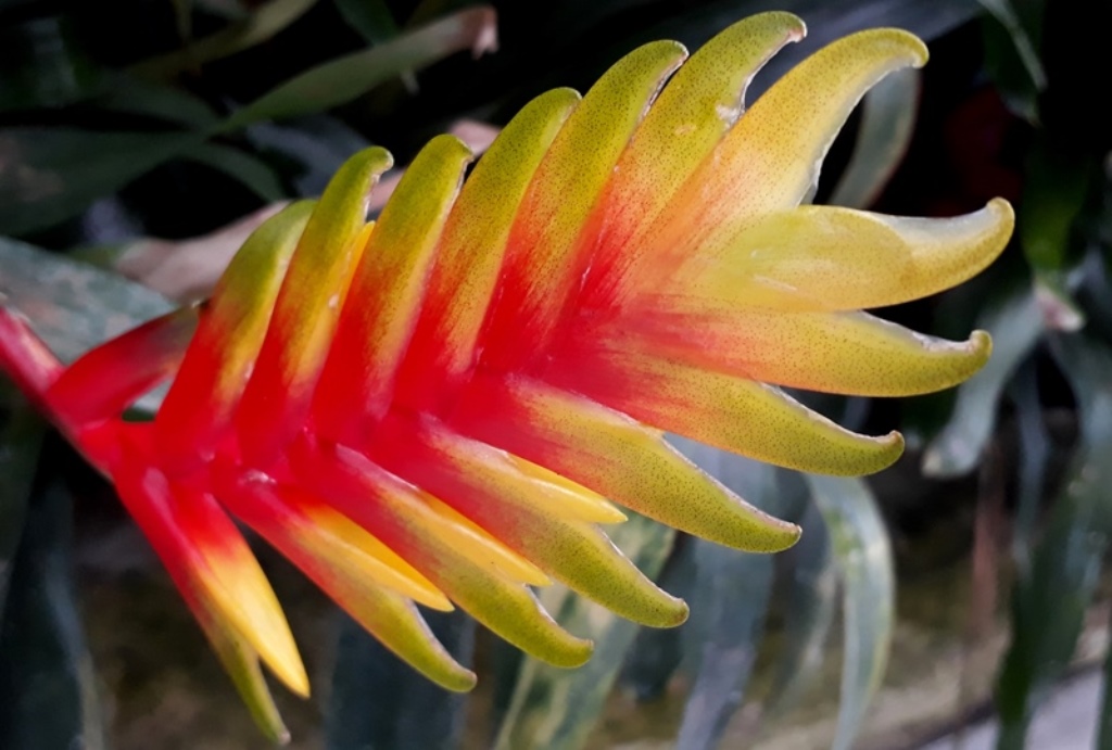 Pflanzenschatze Aus Allen Weltregionen Botanischer Garten